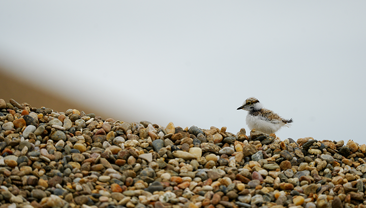 Oiseaux des gravières et autres passereaux